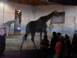 69 ZOO Praha, březen 2015.JPG