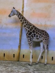 70 ZOO Praha, březen 2015.JPG