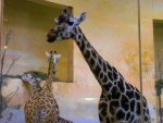 71 ZOO Praha, březen 2015.JPG