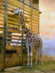 72 ZOO Praha, březen 2015.JPG