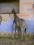 73 ZOO Praha, březen 2015.JPG