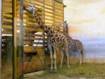 74 ZOO Praha, březen 2015.JPG