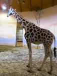 75 ZOO Praha, březen 2015.JPG