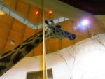 76 ZOO Praha, březen 2015.JPG