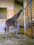 77 ZOO Praha, březen 2015.JPG