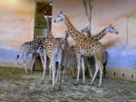 81 ZOO Praha, březen 2015.JPG