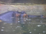 84 ZOO Praha, březen 2015.JPG