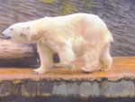 86 ZOO Praha, březen 2015.JPG