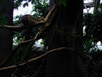87 ZOO Praha, březen 2015.JPG