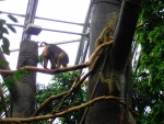 88 ZOO Praha, březen 2015.JPG