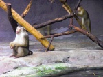 89 ZOO Praha, březen 2015.JPG