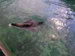 90 ZOO Praha, březen 2015.JPG